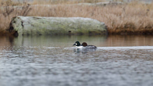 Common Goldeneye Ducks Male and Female Common Goldeneye Ducks swimming in a pond. female goldeneye duck bucephala clangula swimming stock pictures, royalty-free photos & images