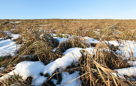 old dried grass of yellow color, covered with snow. Winter season. Blue sky in the background