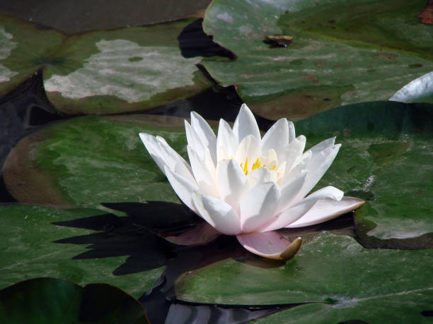 istock Water lily, Sochi arboretum, Russia 859974938