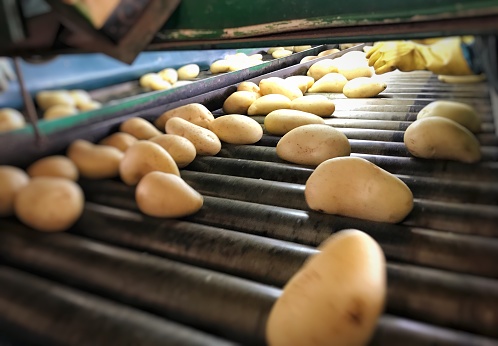 Potatoes on sorting belt before packaged