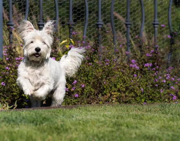 A photograph of a west highland white terrier dog running in the green grass.