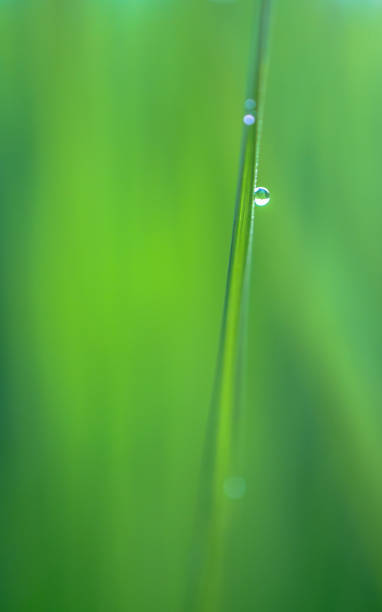 istock water drops on leaves in fresh garden. 859979852