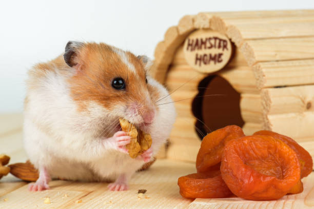 istock A hamster close-up eats a walnut from his wooden house. 859983942