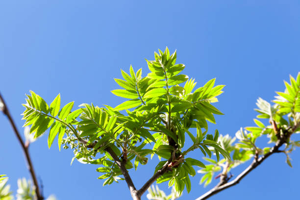 istock green leaves of mountain ash 859987376
