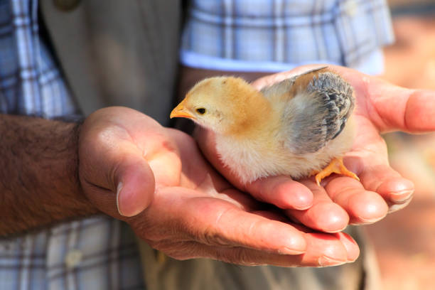 istock Cute little chicks on the human hand 859991142