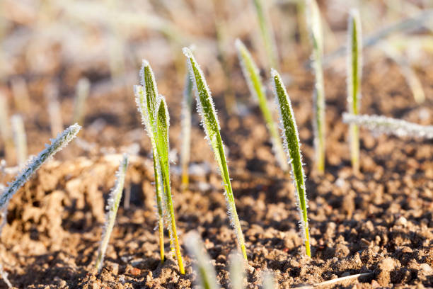 istock green wheat in frost, close-up 859991892