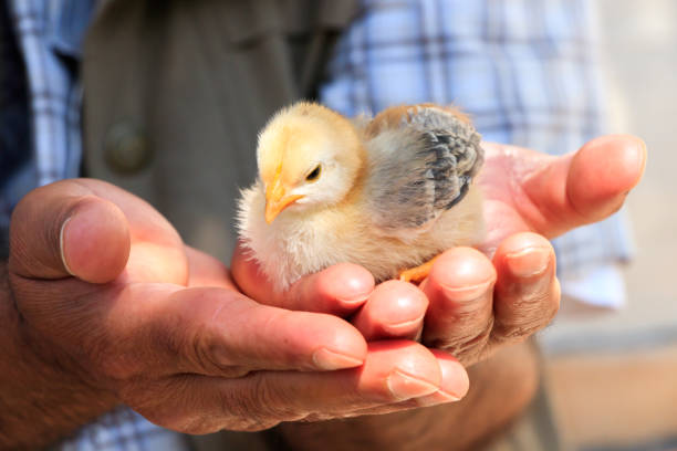 istock Cute little chicks on the human hand 859992652