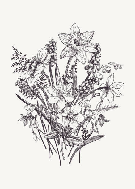 Bouquet with spring flowers. Bunch of early spring flowers. Botanical Illustration engraving style. Vector. Black and white. hellebore stock illustrations