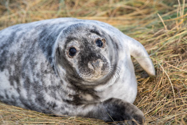 istock grey seal puppy while relaxing on the beach in Great Britain 859995386