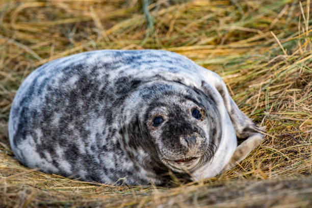 istock grey seal puppy while relaxing on the beach in Great Britain 859995414