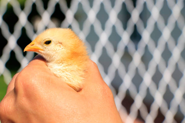 istock Cute little chicks on the human hand 859995528
