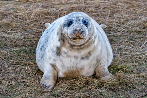 istock grey seal puppy while looking at you 859995540