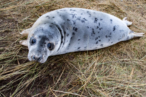 istock grey seal puppy while relaxing on the beach in Great Britain 859995630