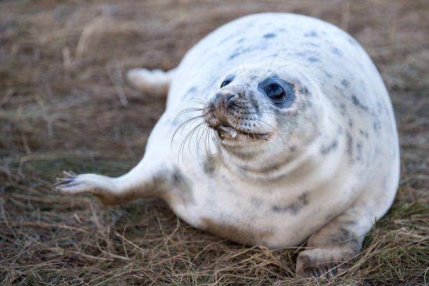 istock grey seal puppy while relaxing on the beach in Great Britain 859995822