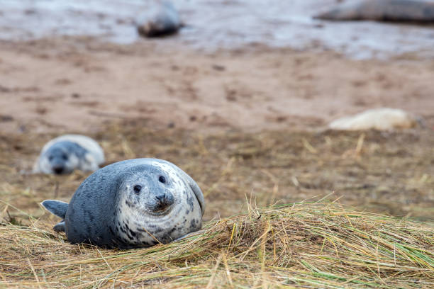 istock grey seal puppy while looking at you 859995992