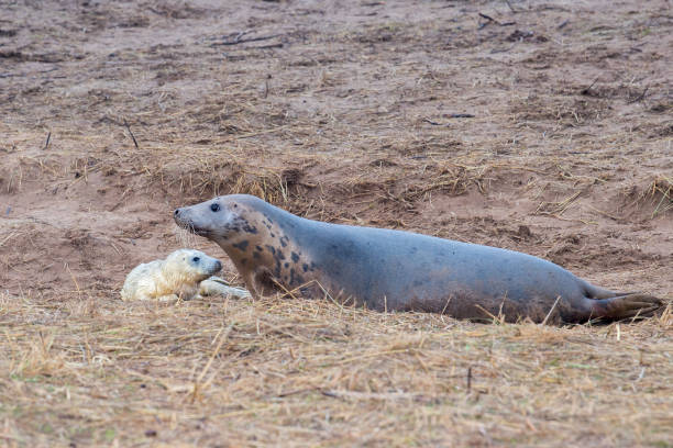 istock grey seal puppy while relaxing on the beach in Great Britain 859996016