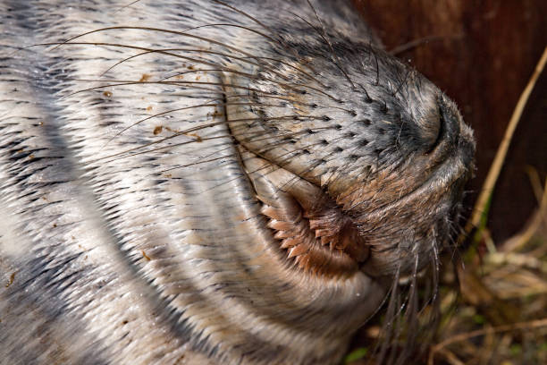 istock grey seal puppy while relaxing on the beach in Great Britain 859996084