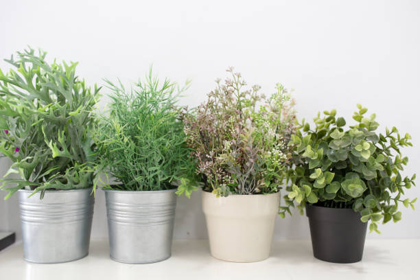 istock Green plants in pots 860003494