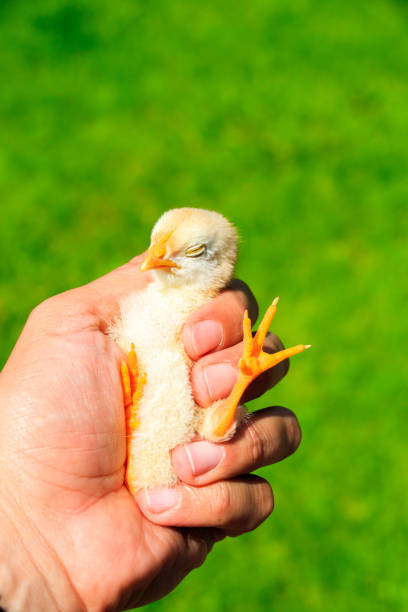 istock Cute little chicks on the human hand 860003668