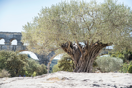 Old green olive tree in front of Pont du Gard, France.