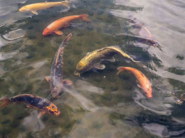 istock Many koi fish in pond,fancy carp. 860008726