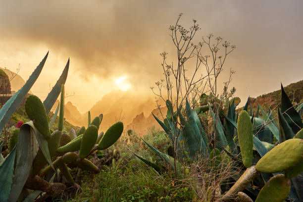 istock tropical vegetation in Tenerife 860012146