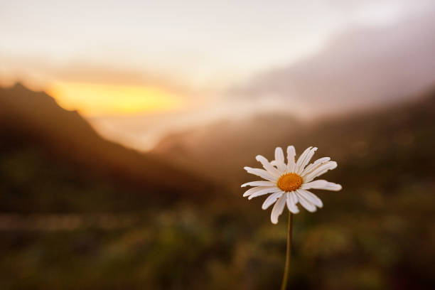 horizontal shot of white chamomile flower in the mountains, sunrise shot.