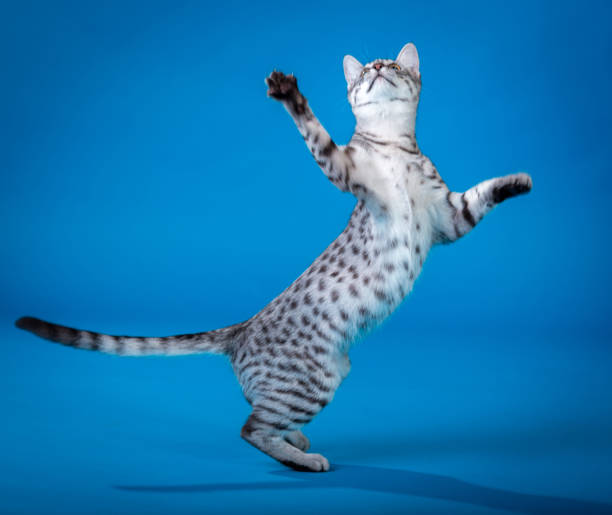 istock Egyptian Mau Cat is Dancing 860013350