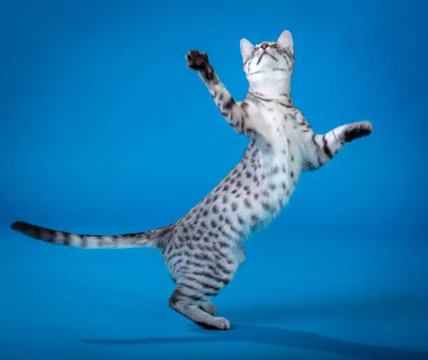 The Egyptian Mau cat (young male animal) on a blue background. The cat is standing on its hind legs. Studio shooting
