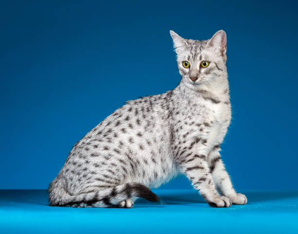 istock Female Egyptian Mau Cat 860013388