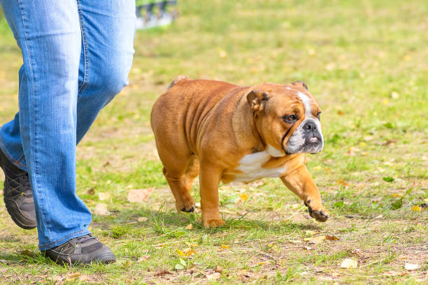 istock English Bulldog Close-up 860014636
