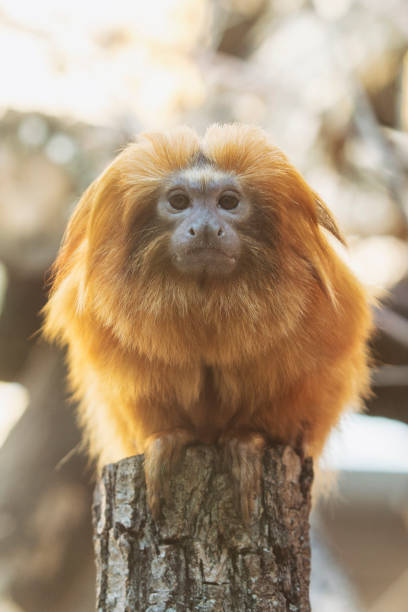 Ebony Langur