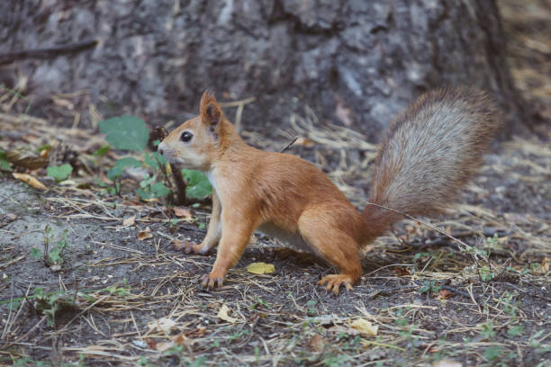 istock Red squirrel portrait. Wild animal 860016780