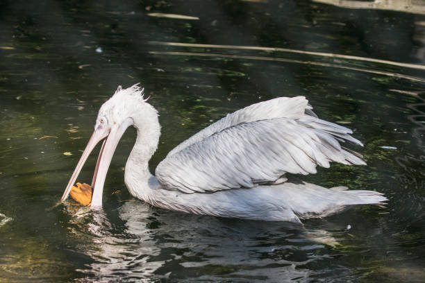 istock Dalmatian curly pelican, freshwater bird. 860017122