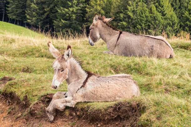 istock gray jenny donkey with foal resting on meadow 860017522