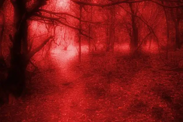 Photo of Halloween blood red forest