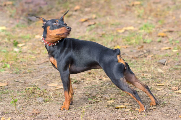 istock Doberman Pinscher dog close-up 860023780
