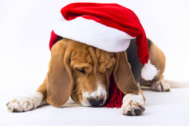 istock Cute beagle dog wearing a Santa Claus hat 860023936