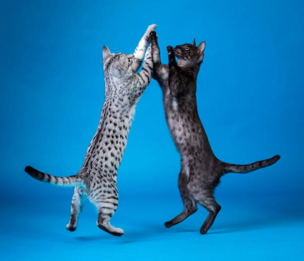 casal do gato é dançar juntos - print media fotos - fotografias e filmes do acervo