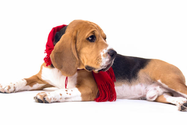 istock Cute beagle dog in scarf 860024574
