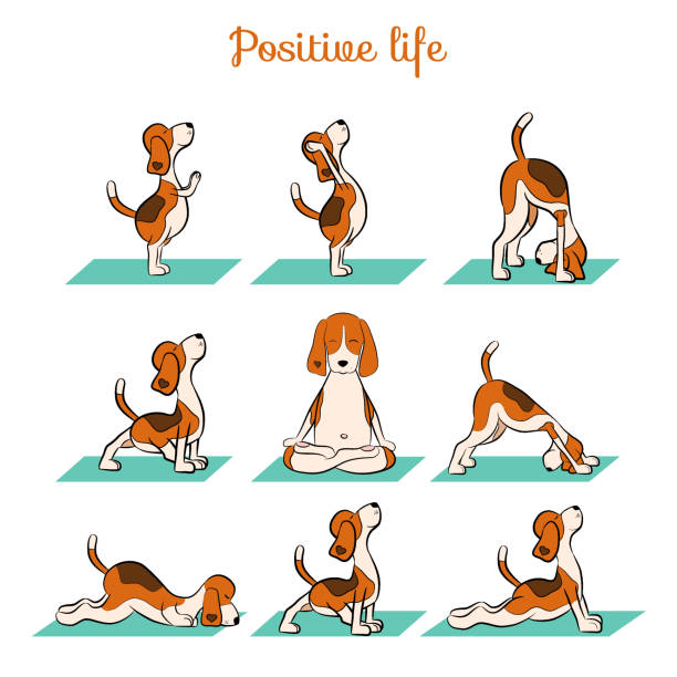 Cartoon Funny Dog Doing Yoga Position Of Surya Namaskara Stock Illustration  - Download Image Now - iStock