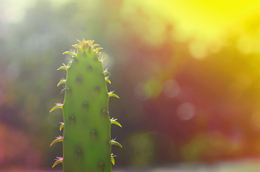 Top of young cactus on natural bokeh background, shallow focus.