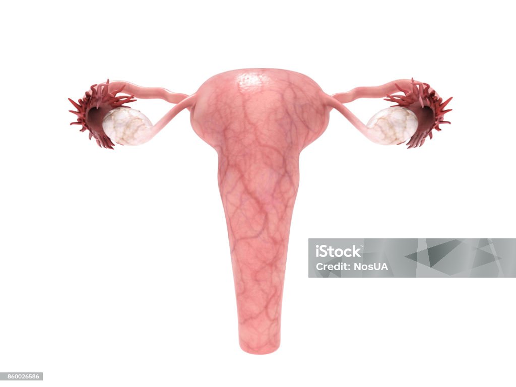 female reproductive system 3d render on white female reproductive system 3d render on whitefemale reproductive system 3d render on white Anatomy Stock Photo