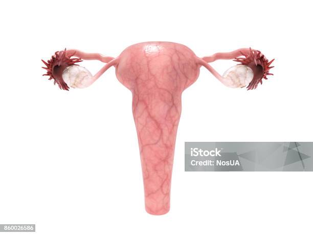 Female Reproductive System 3d Render On White Stock Photo - Download Image Now - Anatomy, Biomedical Illustration, Cervix
