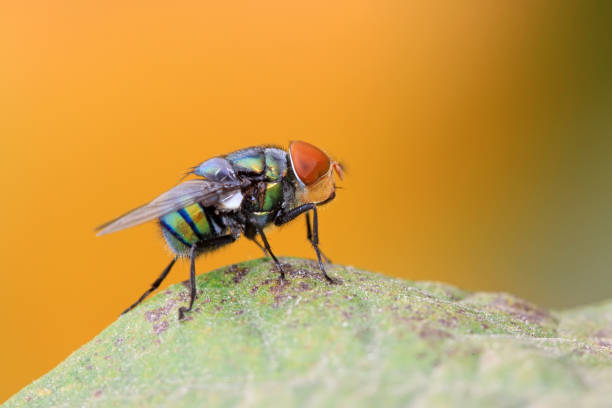 istock red headed flies on a green leaf in the natural wild state 860026672