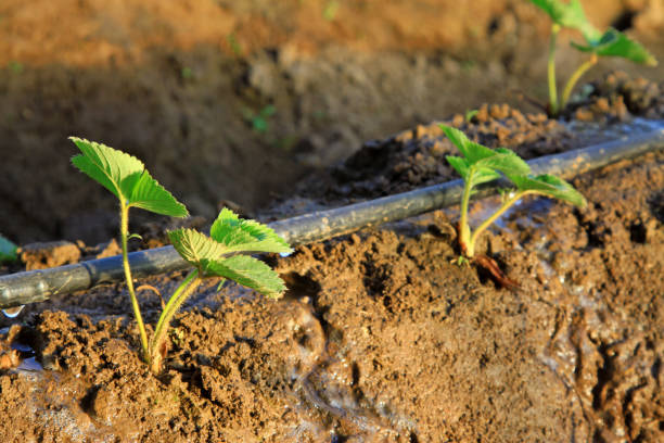 istock strawberry seedlings and irrigation facilities in a farm 860026726
