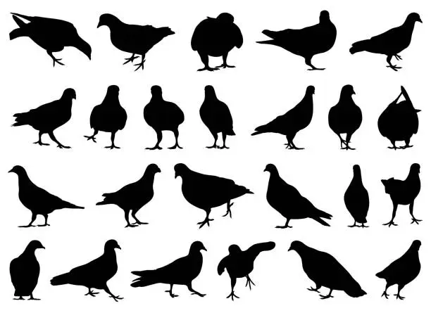 Vector illustration of Set of different doves