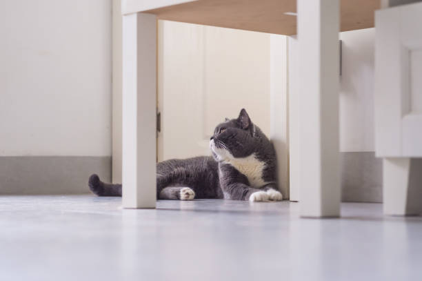 istock Gray British shorthair cats, indoors 860032262