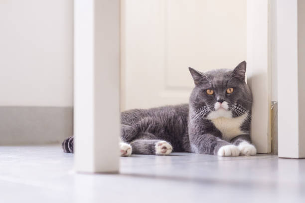 istock Gray British shorthair cats, indoors 860032268