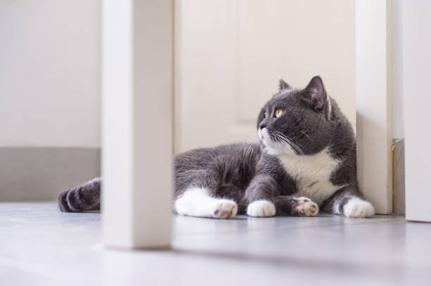 istock Gray British shorthair cats, indoors 860032284